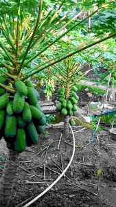 buah pepaya California madu asli