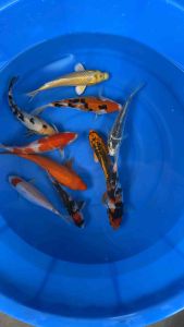 🇯🇵🇲🇾 Japan Bloodline Local Bred Koi 6–7” | 10 PCS Special Selection Combo Set | RM1480
