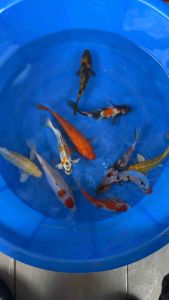 🇯🇵🇲🇾 Japan Bloodline Local Bred Koi 6–7” Super High Grade | 10 PCS Special Selection Set | RM1480