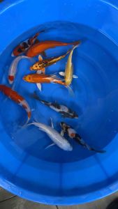 🇯🇵🇲🇾 Japan Bloodline Local Bred Koi 6–7” Super High Grade | 10 PCS Special Selection Set | RM1480