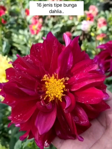 10 BUTIR BIJI/BENIH BUNGA DAHLIA PINNATA MIX COLOR