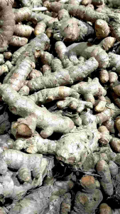 Kunir segar - kunyit - kunir dapur - bahan kunir asem - kunir bumi