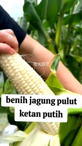 READY ..BENIH JAGUNG KETAN PUTIH PULEN 1 KG