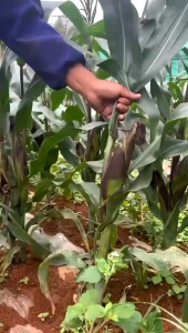 READY ..BENIH JAGUNG KETAN UNGU 100 BIJI