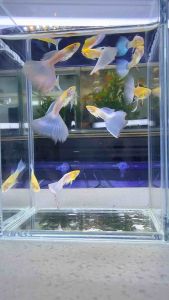 Sky Blue Tuxedo Guppy Pair ｜天空蓝孔雀鱼