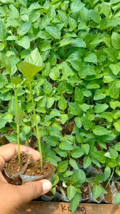 20 batang benih cabe paprika kuning ( polybag mini ) siap tanam