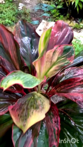 หมากผู้หมากเมีย (ต้นปลาหมึก) ไม้หายากน่าสะสม