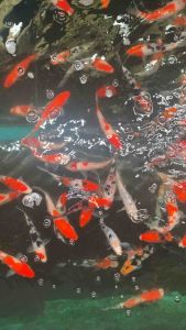 Kohaku Koi/Ikan Koi Kohaku