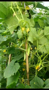 BIBIT MENTIMUN Geulis 2 F1 isi 20 Gram Benih Timun Lalap Hibrida F1JAYA SEED Setara SEMI