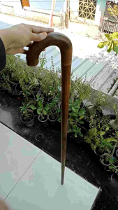 tongkat jalan kayu kelor Jawa model payung premium B262