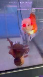 THAILAND ORANDA GOLDFISH LION HEAD 13-15cm RM588 per fish ( high grade )