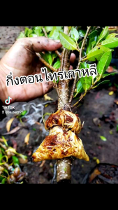 50-70 ซม. กิ่งตอนไทรเกาหลี รากงอกแข็งเเรงพร้อมลงดิน ขนาดกิ่ง