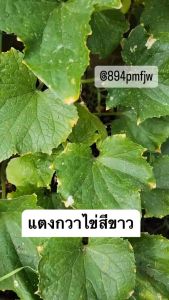 ชุดเมล็ดแตงกวา แตงกวามินิ/ไข่ไก่ สีขาว 10เมล็ดทรงไข่ไก่รสหวานกรอบ