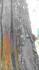 ป้องกันและกำจัดเชื้อรา รักษาโรคทุเรียน ไฟท็อปเทอร่า รากเน่าโคนเน่า เน่าคอดิน ไฟท็อปเทอร่า ราชมพู ฟิวซาเรี่ยม มอด