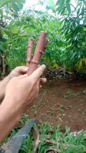 Bibit Singkong Mentega Kuning Isi 1 Ikat 15 Potong Ukuran 20 cm (Bonus 1 Potong)
