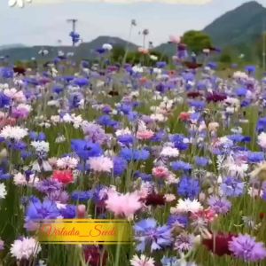 [Virladia Seeds] Biji Benih Bunga Corn Flower Mixed