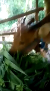 JAMU NYEOR EJUH SAPI DAN KAMBING BISA UNTUK SEGALA JENIS TERNAK BAHAN ALAMI 100% MENGGEMUKKAN