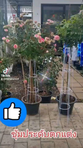 ซูมไม้เลือย T-Rose ทรีโรส 70-100cm ซูมกู้หลาบ ซูมไม้เลือย Little TREE Factory ซูมต้นไม้ โครงต้นไม้ โครงดอกไม้ กู้หลาบ