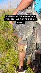 ESEN LUMUT ORIGINAL NILA PALING GACOR UNTUK DI EMPANG ATAU DANAU