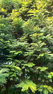 1 KG DAUN POHON JOHAR FRESS HERBAL ALAMI