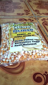 MANTAPP !! 1 KG BENIH BIJI JAGUNG SUPER NK SUMO PILIHAN
