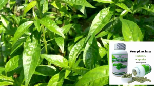 SERPENTINA CAPSULE 500mg Diabetics 100 Capsule