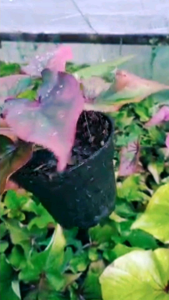 Caladium : Kain Buruk