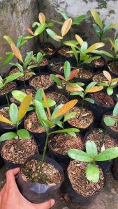 POHON FUGUKI ATAU GARCINIA SUBELLIPTICA ATAU HAPPINESS TREE