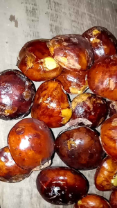 "TERLARIS" JENGKOL TUA SUPER 3KG