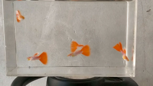 "9upp¥" SkyRed hiasan aquarium/aquascape 1.pair