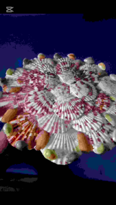 Đĩa Trưng Trái Cây