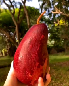 Bibit Alpukat Red Vietnam 100% ORI