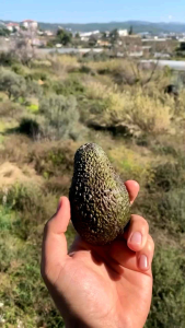 Bibit Alpukat Hass 100% ORI: Informasi Penting Untuk Pertanian