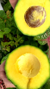 Bibit Alpukat Kendil 100% ORI