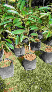 [ลดราคา!!!] ทุเรียนหมอนทองเสริมราก 3 ราก (เสริมรากทุเรียนป่า 2 ต้น)