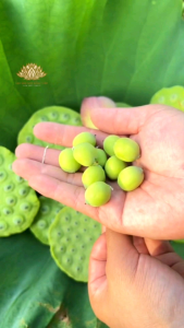 500g Hạt Sen Non Còn Vỏ Xanh Ngon Ngọt Tự Nhiên