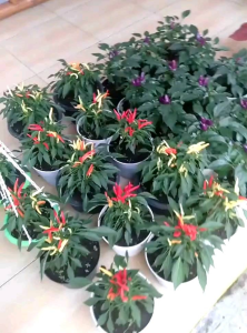 5 BUTIR BIJI/BENIH CABE ORANGE MEDUSA