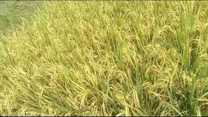 Benih Padi CL220 Berkualitas Kemasan 5kg