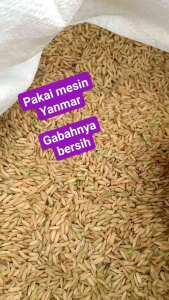 BENIH BIBIT PADI SRIKANDI JUMBO KWALITAS UNGGUL SUPER GENJAH BERBOBOT TANAH CUACA