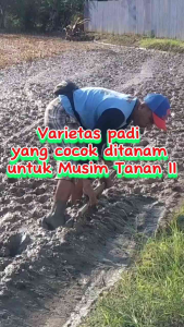 BENIH PADI CAKRABUANA 04 KUALITAS UNGGUL PER 5KG