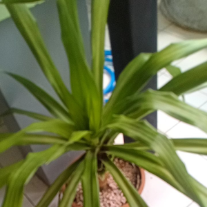 จันผา ไม้เพาะจากเมล็ด ลำต้นสูง 70 เซนติเมตร