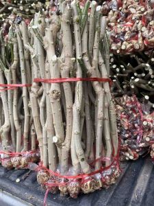 กิ่งชะอมหนามน้อยยอดดก ยอดใหญ่ 100กิ่ง800บาท