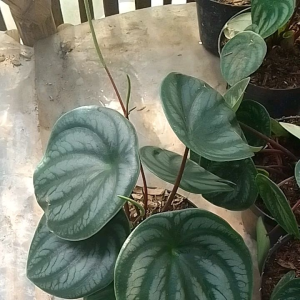 peperomia waterlemon - tanaman hias hidup peperomia waterlemon