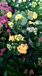 Tanaman Hias Kalanchoe CALANDIVA COCOR BEBEK BEBAS PILIH