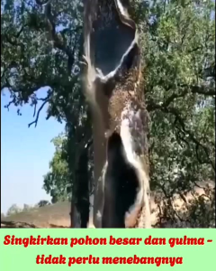 BELI 3 BOTOL GRTIS 1 BOTOL New Red Magic Pembasmi Gulma Herbicides - Pesticides Biologis Terlaris