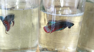 ปลๅกัดใต้ ลูกช้อนชุมพร100%