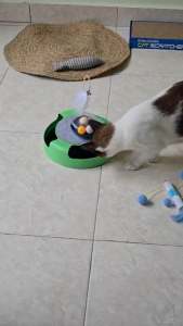 Catch the mouse motion cat toy