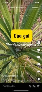 dứa rừng giống ( cây to bao sống) - Lazada