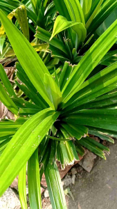 Jual Daun Pandan Berkualitas Tinggi 250 Gram