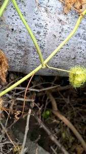 ใบกะทกรก ป่า เก็บสด